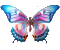 Meadow Butterfly